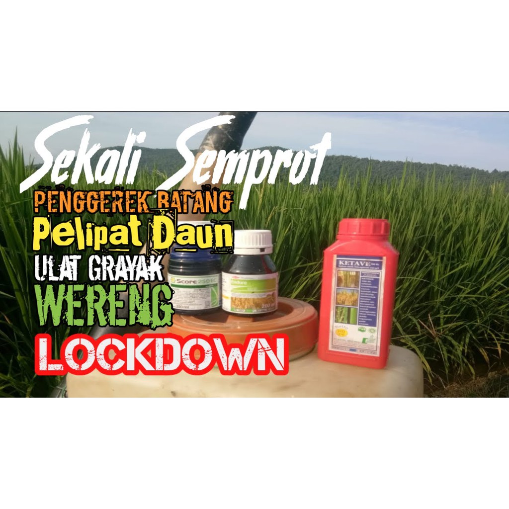 Ketave 100SL Insektisida Bahan Aktif Nitenpiram