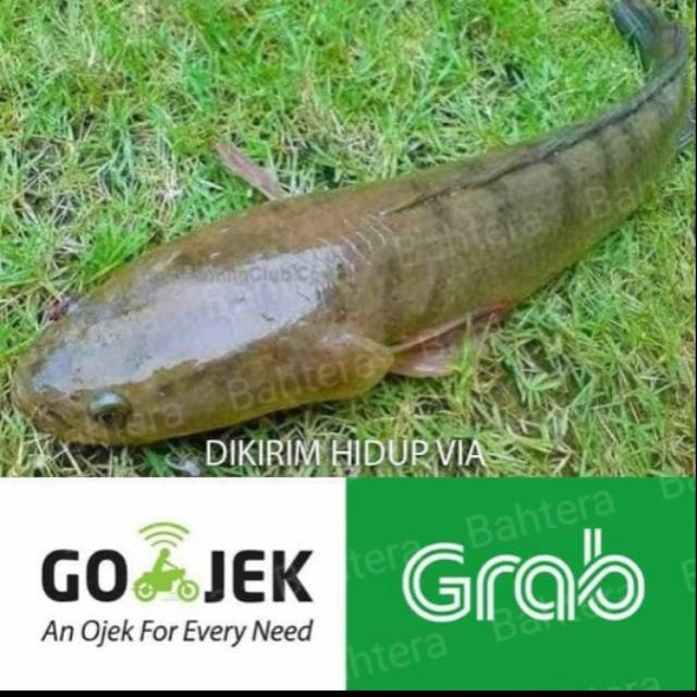 

Ikan gabus untuk konsumsi isi2-3 ekor per 1kg