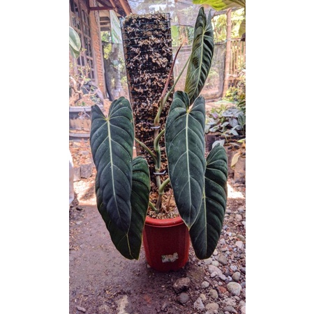 PHILODENDRON MELANOCHRYSUM NARROW FORM