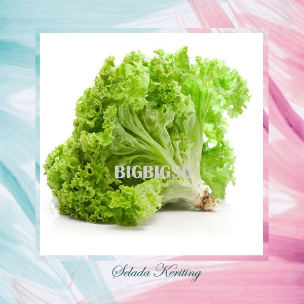Benih Selada Keriting Bibit Selada Bibit Sayuran Lalapan