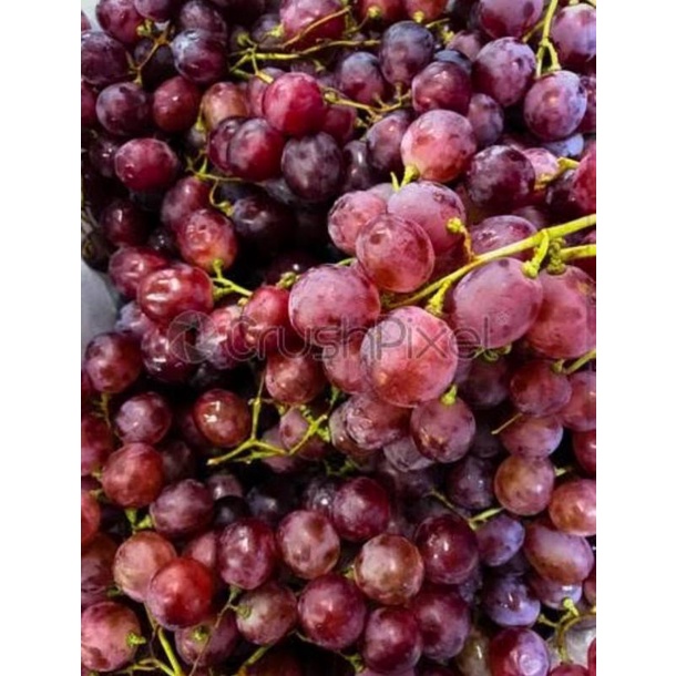 

ANGGUR FRESH 500gram 45000