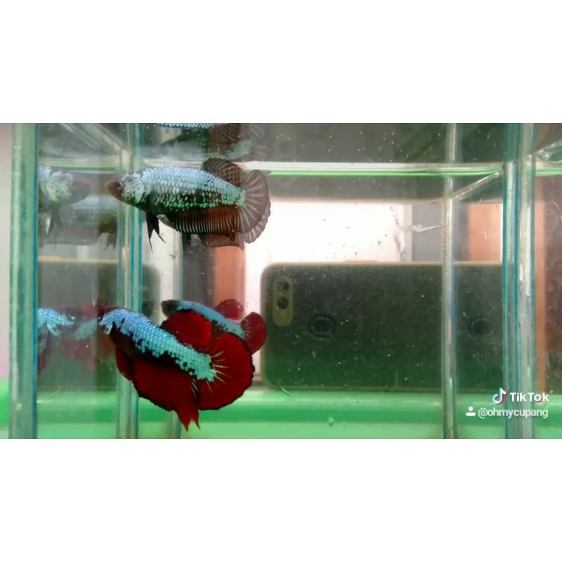 SEPAIR BETTA CUPANG GREEN SAMURAI MALE BLACK SAMURAI