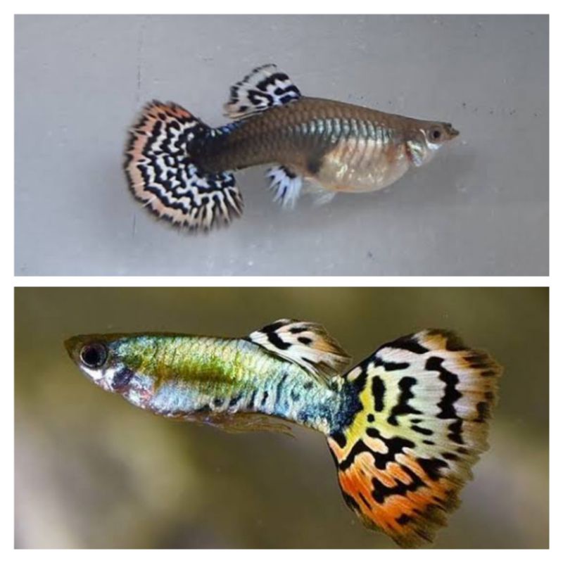 ikan Guppy leopard sepasang