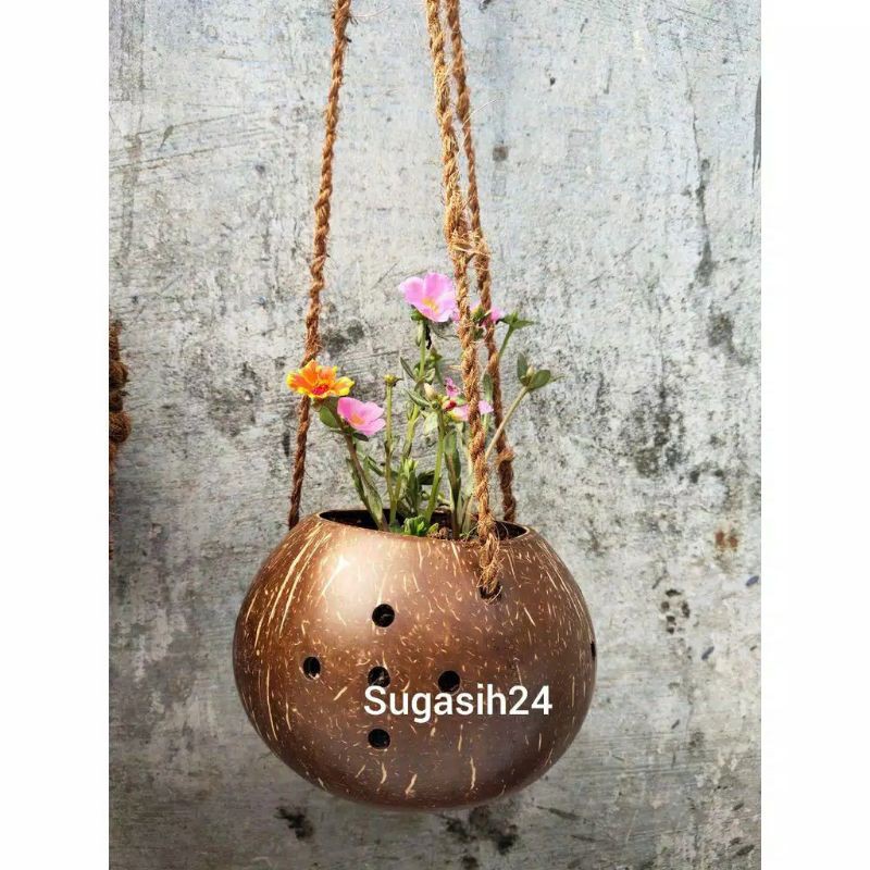 Vas gantung anggrek bulan dendrobium batok SUGIASIH24