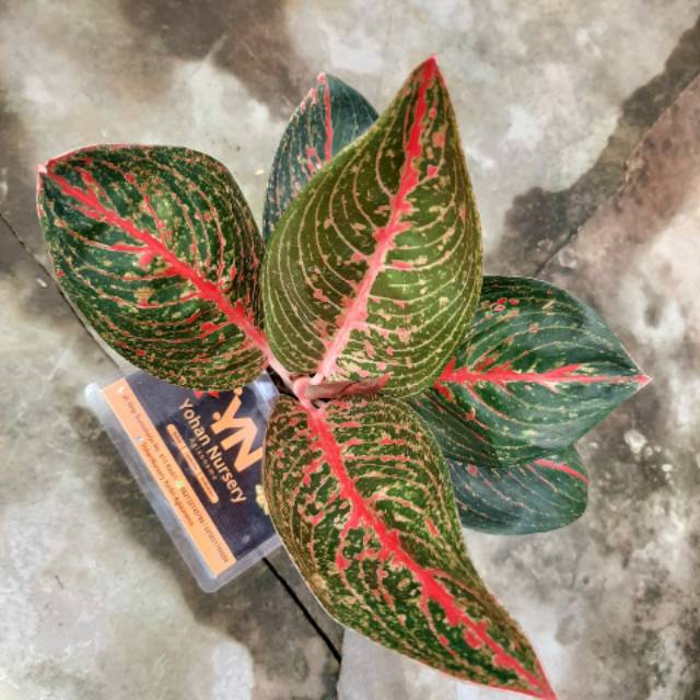 ADELIA/Aglaonema/Aglonema (Tanaman Hias Indor/Audor)