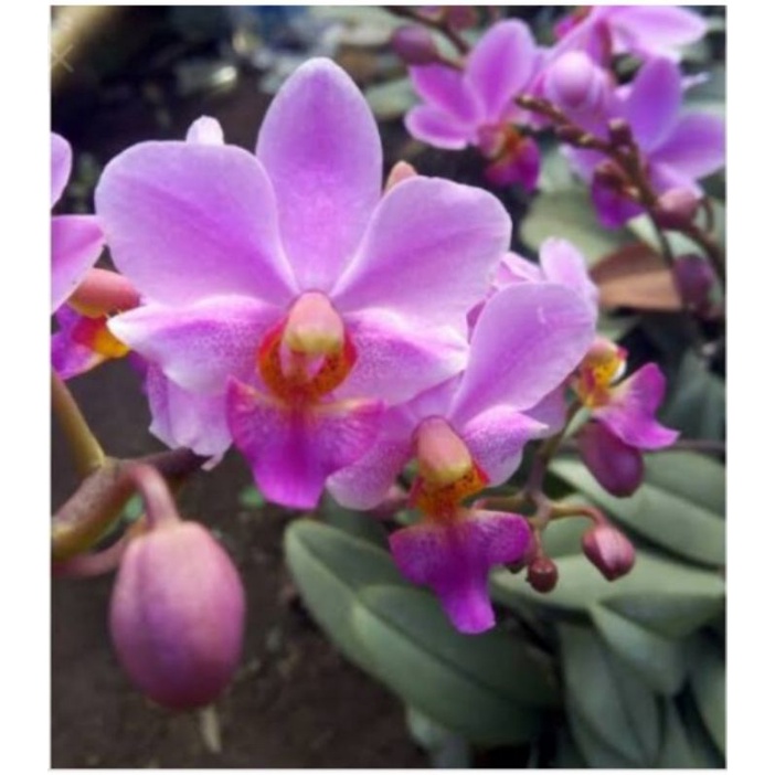 anggrek doritis spesies lokal rimbun