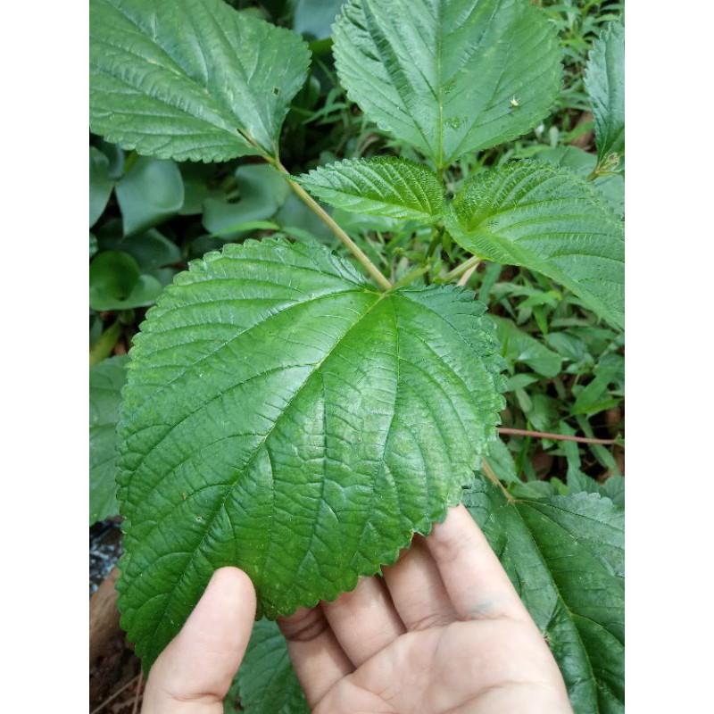 

Daun pulus Herbal per bungkus /pack 50 gr