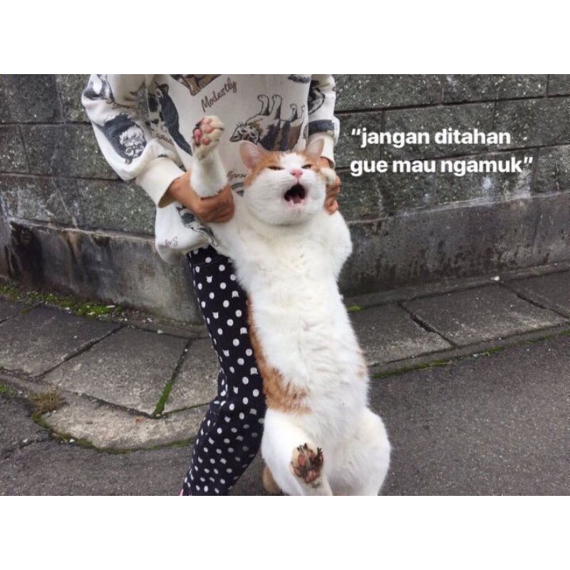

spesial khocheng