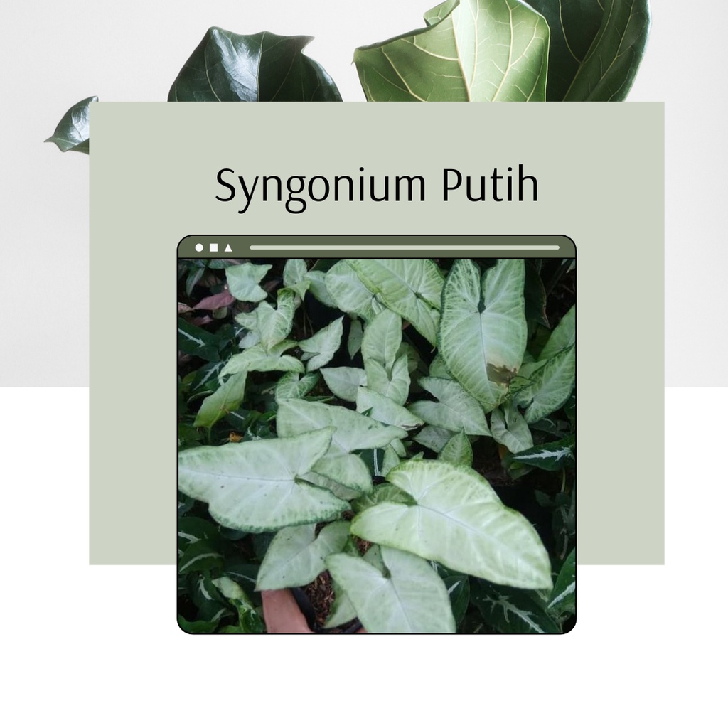 Tanaman Hias Syngonium Putih Bunga Syngonium Putih Bunga Syngonium murah