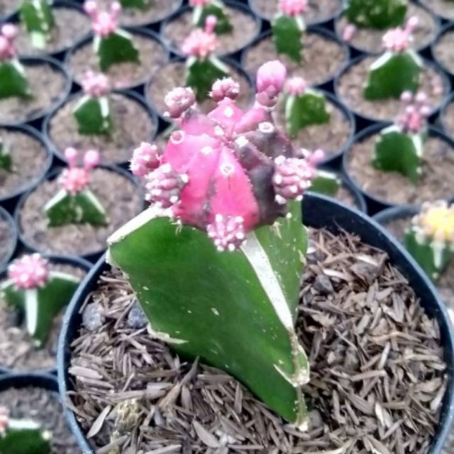 Gymno import blackpink medium