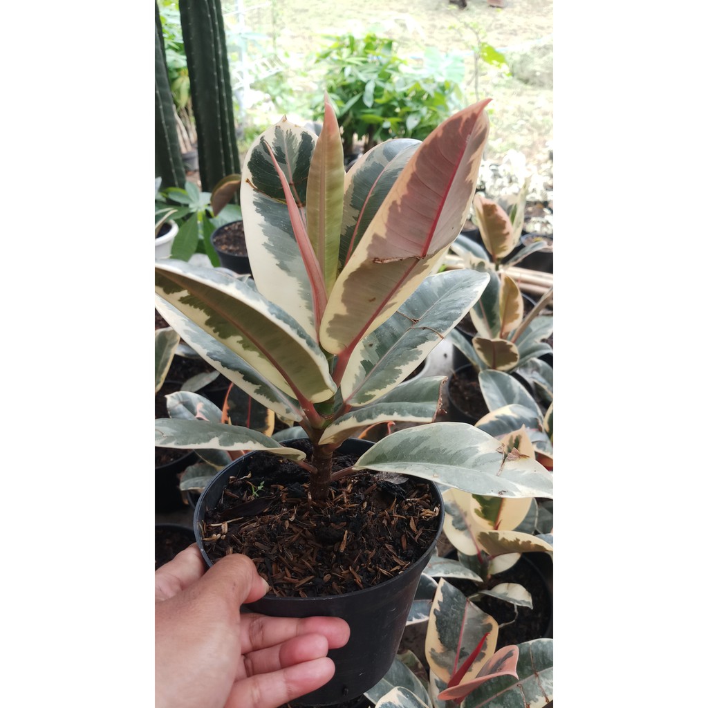 Ficus Elastica Tineke Varigata Tanaman Hias - Karet Kebo - Rubber Plan