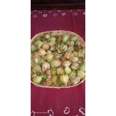 

1kg buah ciplukan segar