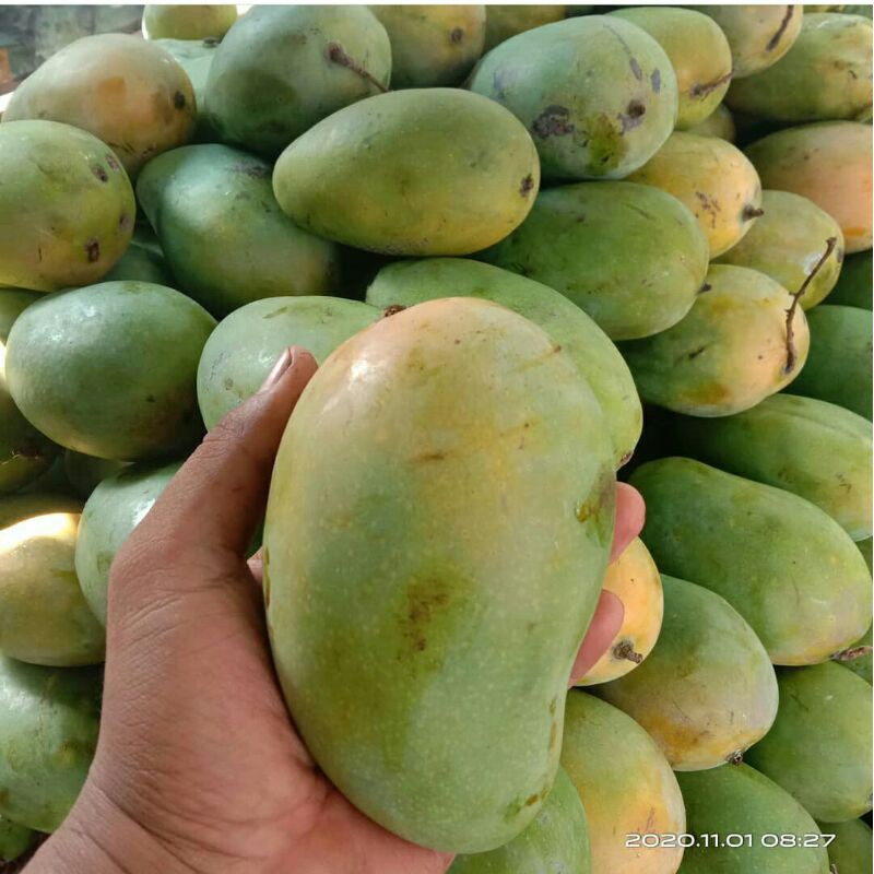 

Mangga Harum Manis