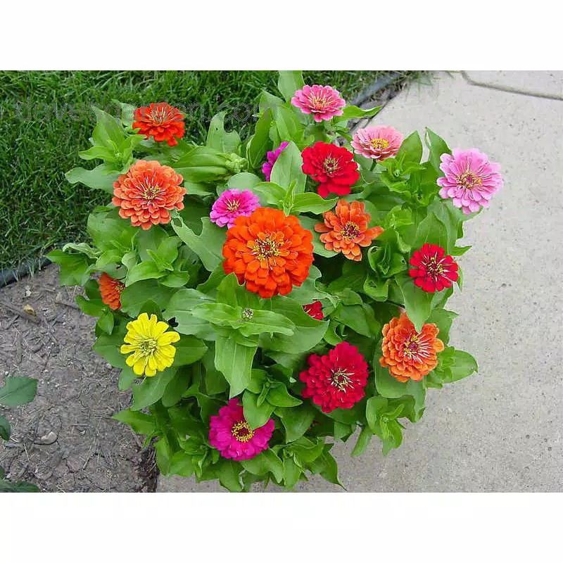 bibit/benih bunga zinnia