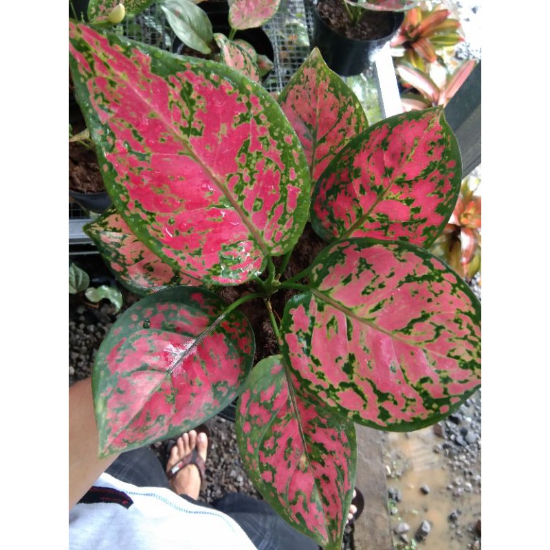 AGLONEMA RED ANJAMANI DEWASA MURAH