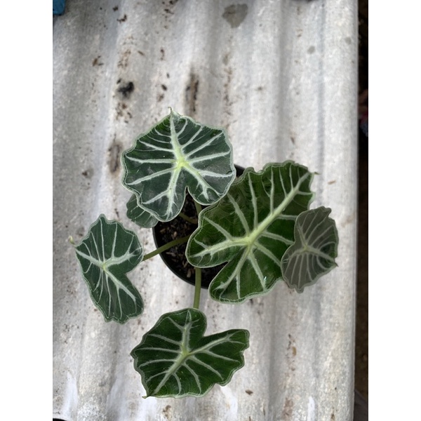 alocasia Parasol mini