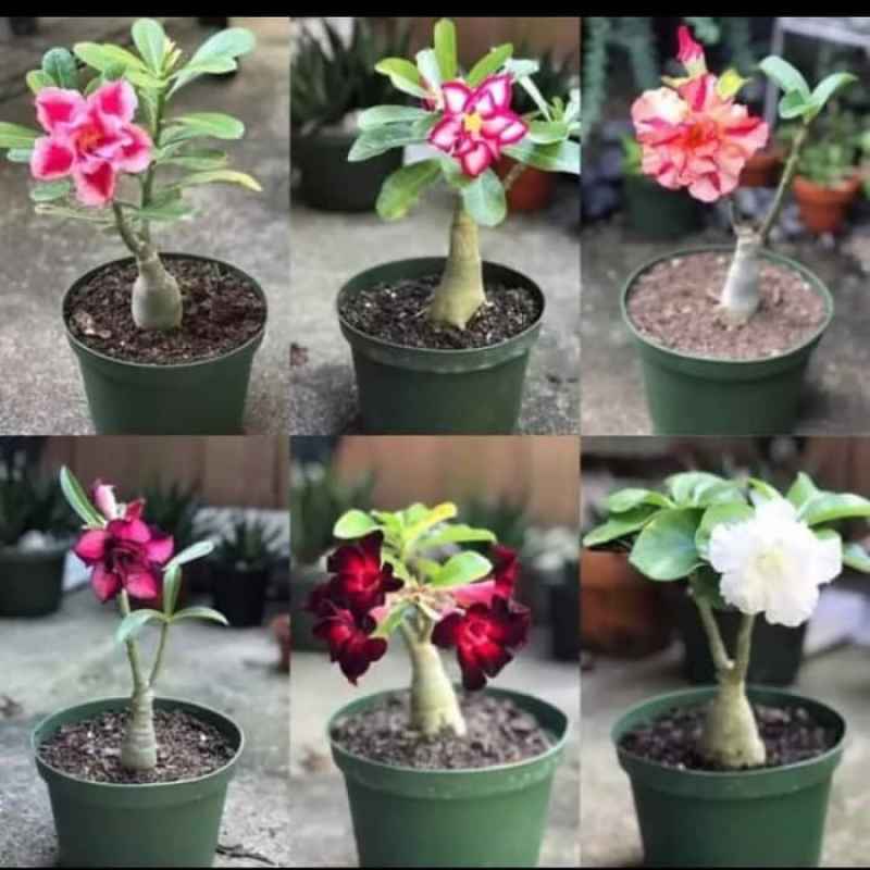 Kedai Benih Bibit Bunga Adenium Mix ~ 2 Biji