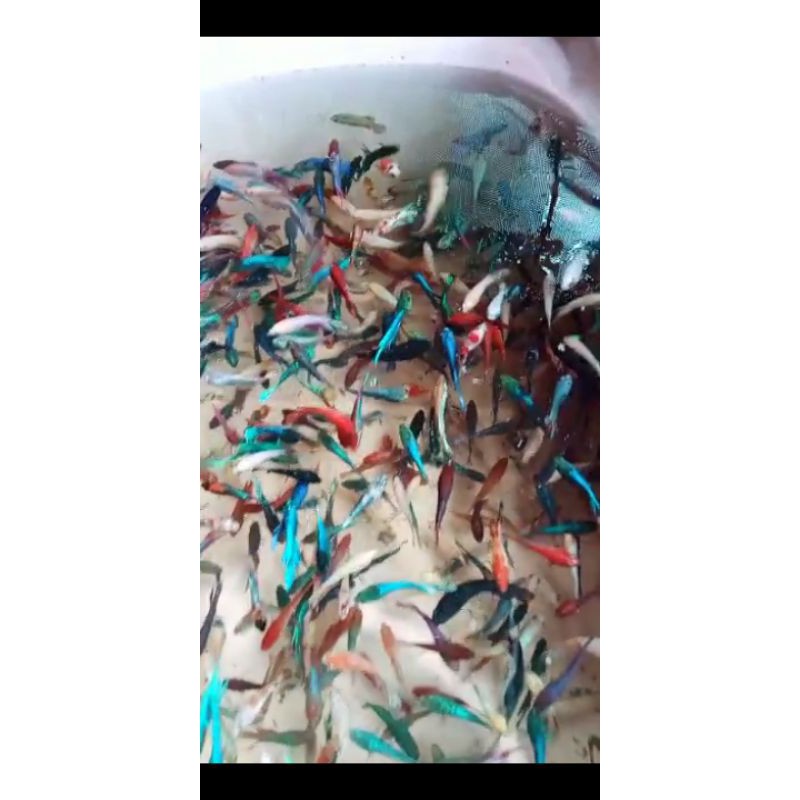 ikan cupang halfmoon betina cendolan fulltelur min 7ekor+