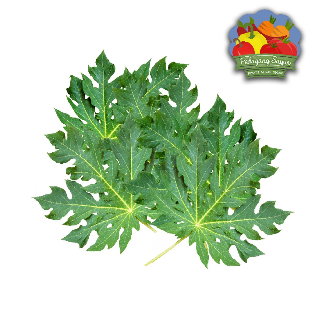 

Daun Pepaya Pahit - 1 Ikat