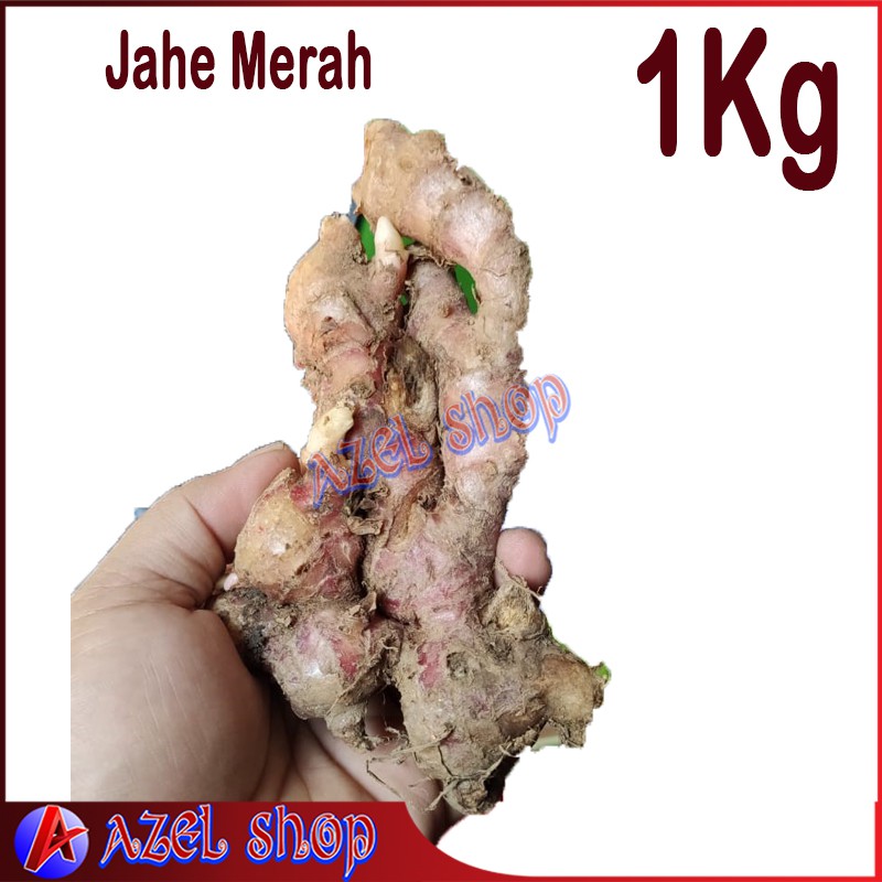

Jahe Merah 1 kg bahan jamu wedang jahe bumbu rasa pedas lebih menyengat