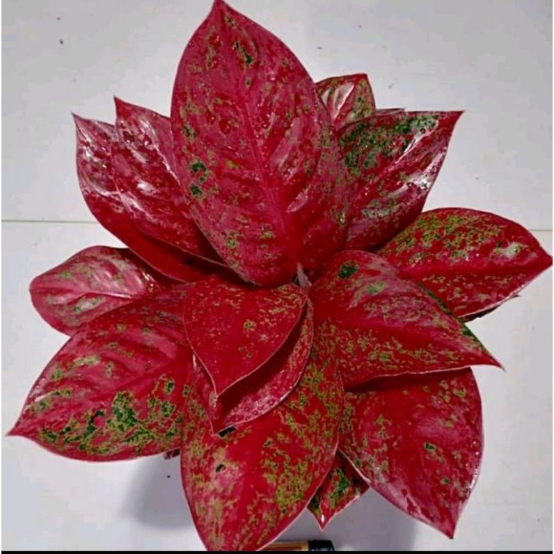 Bibit Bonggol Aglonema Red Stardust Mutasi