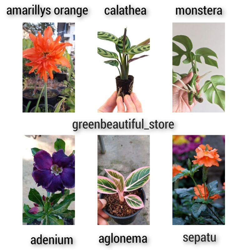 Paket special 6 tanaman hias - tanaman hidup - bunga hidup