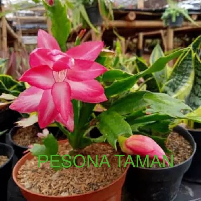 

wijaya kusuma KEPITING/ bunga merahh