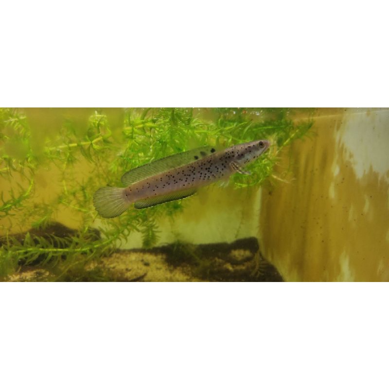 Pulchra