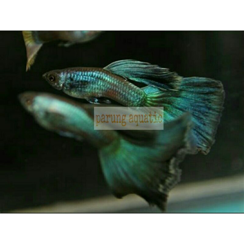 ikan guppy Green Moscow pasangan