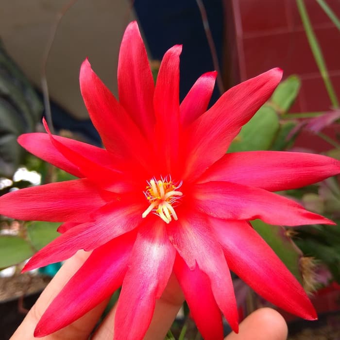 promo Bibit Tanaman Wijaya Kusuma Merah Mini Beli 2 gratis 1 santuyy