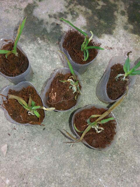 Seedling Vanda