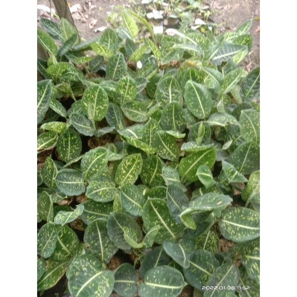 difen reflector - difen army - difen bludru