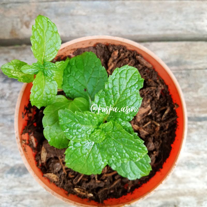 Tanaman Daun Mint Segar