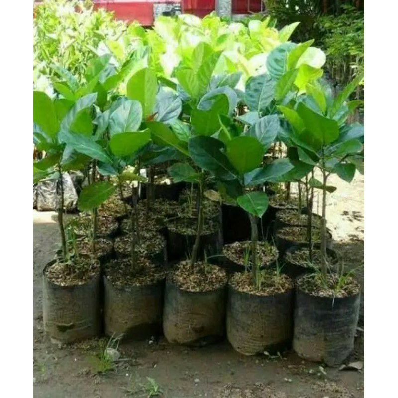Bibit Nangka Mini Okulasi