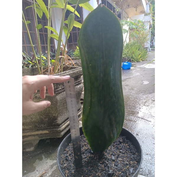 lidah mertua giant centong sansevieria mansoniana