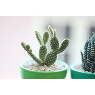 pot lukis kaktus sukulen bisa pilih lucu bunga pot lukis kaktus sukulen bisa pilih lucu bunga