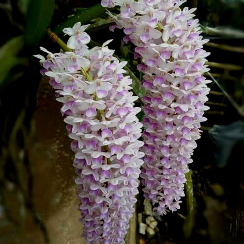 anggrek ekor tupai dewasa