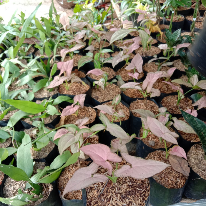 tanaman hias sygonium pink - tanaman sygonium
