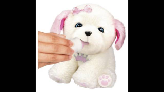 tiara teddy bear dog