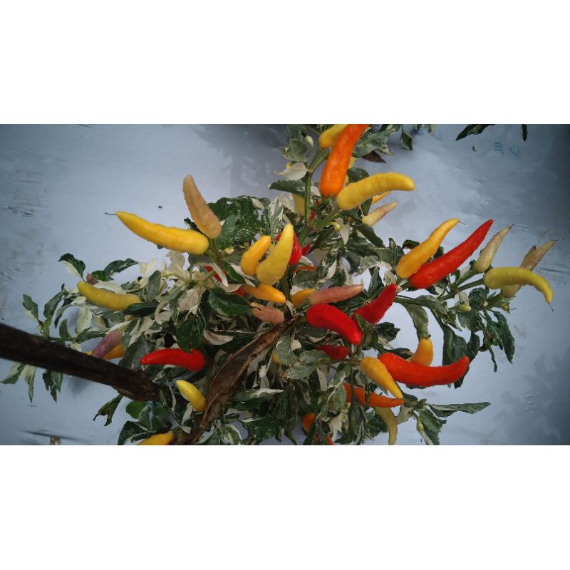 Biji Cabe Hias Jenis Baru, Indonesia Varigata isi 10 butir