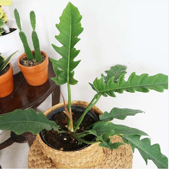 BIBIT TANAMAN HIAS PHILODENDRON GREEN SAW - PHILO GERGAJI