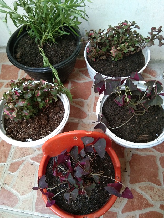 Tanaman Bunga Lavender Tanaman Pengusir Nyamuk