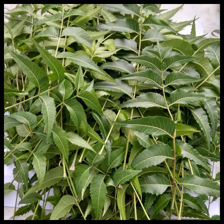 

Daun Mimba Segar 150 Gram