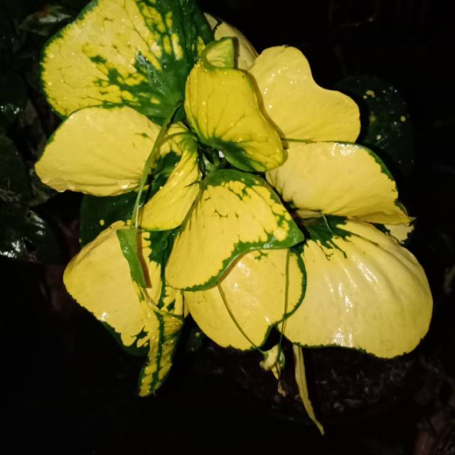 Puring apel,furing merah