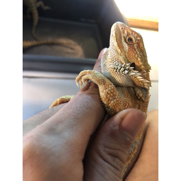 Bearded Dragon het hypo gendut mulus SOLD