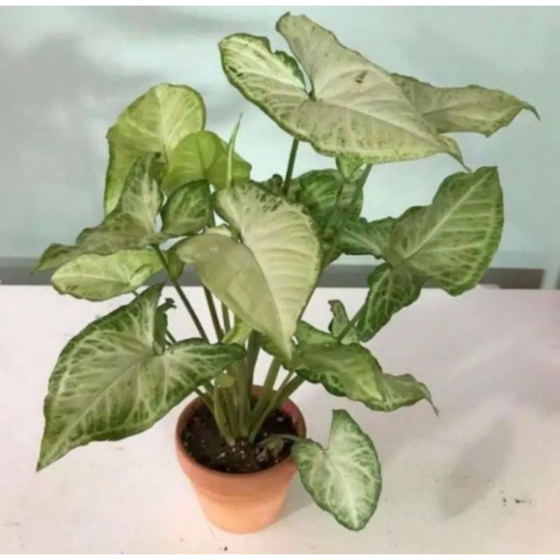 tanaman hias syngonium putih/keladi mini