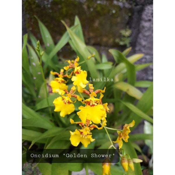 Anggrek Golden Shower / Oncidium Golden Shower