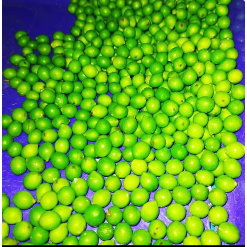 Biji Lohansung Cincuan 30 Biji untuk Bonsai