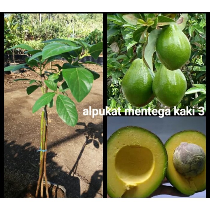 Bibit tanaman buah Alpukat Mentega Kaki 3