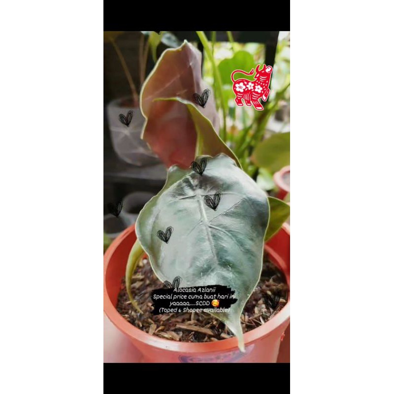 Alocasia Azlanii